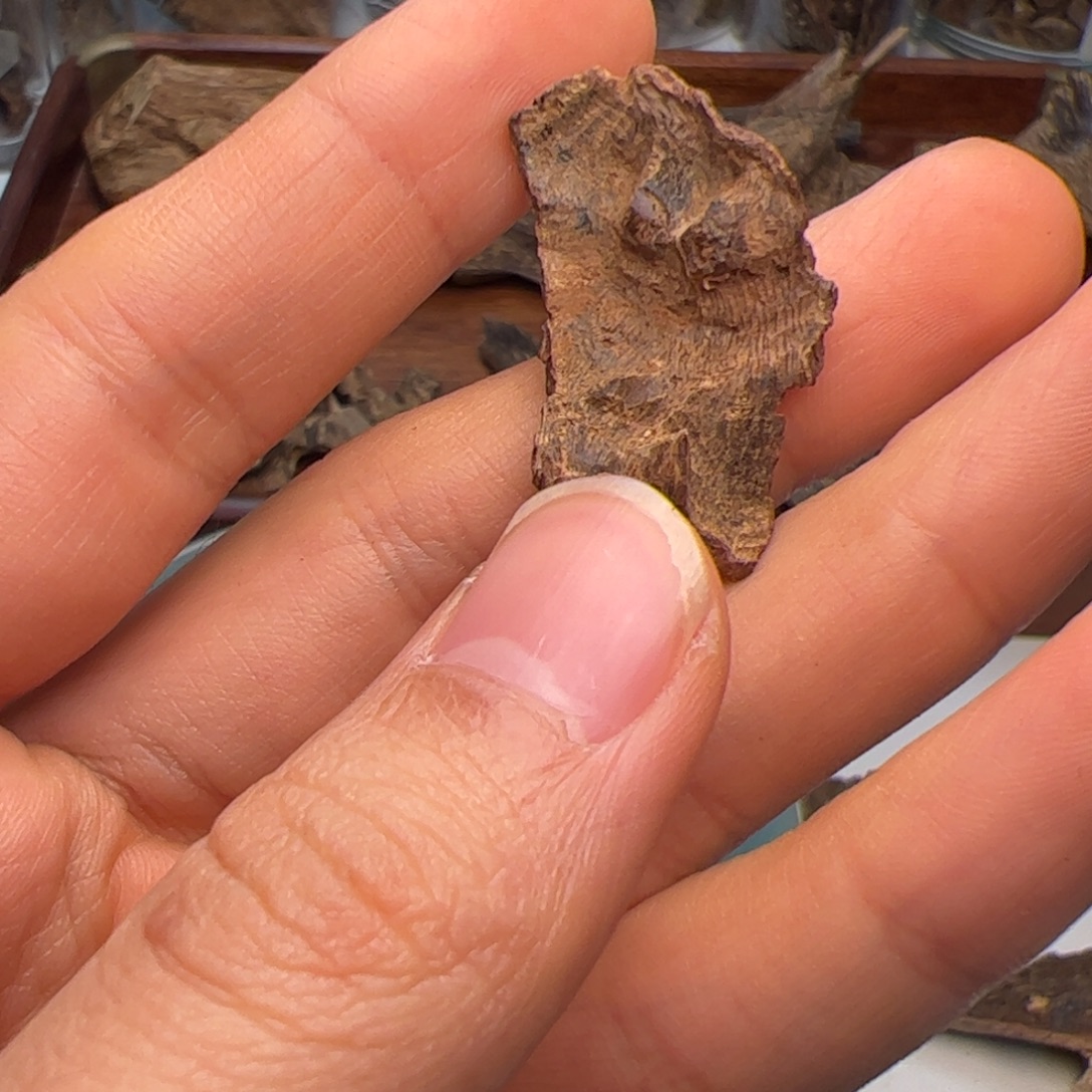 香料沉水香港壳0.9克