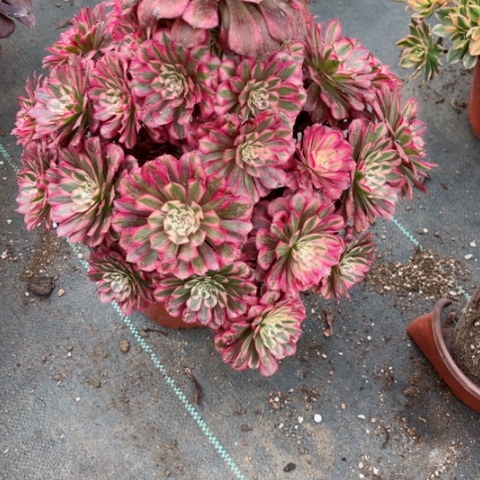 多肉植物红铜白锦，