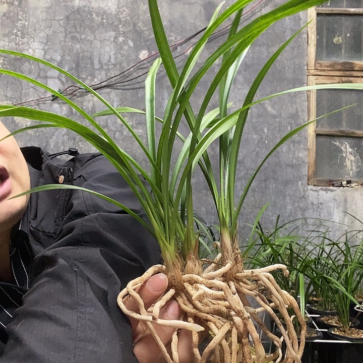 醉***樨完全开放建兰品种