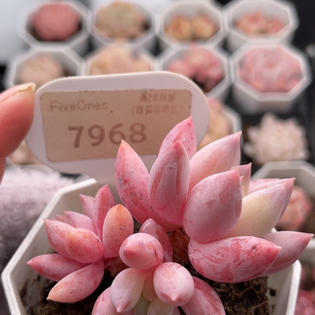 所罗门7968-6.0厘米