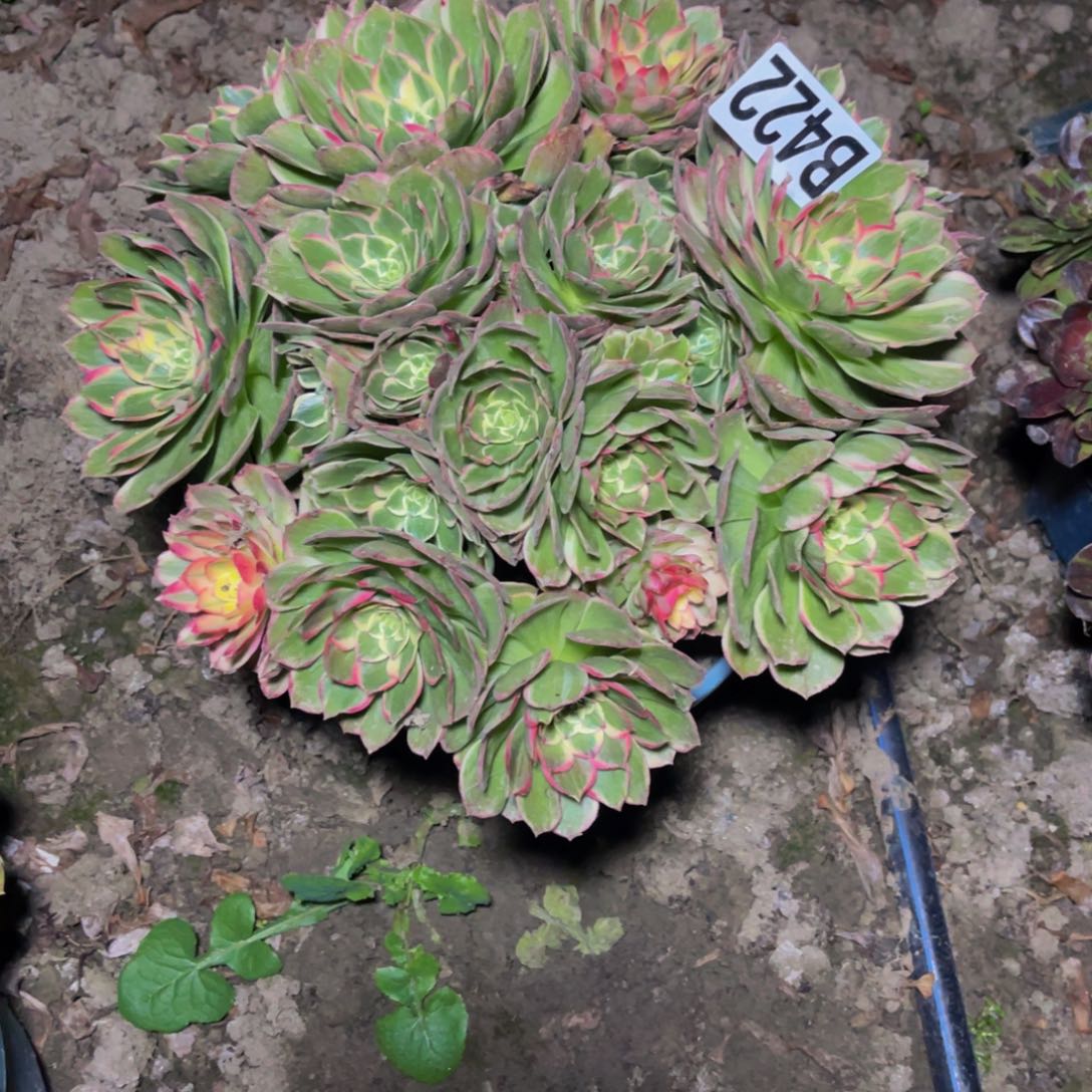 海燕法师26///-25包邮