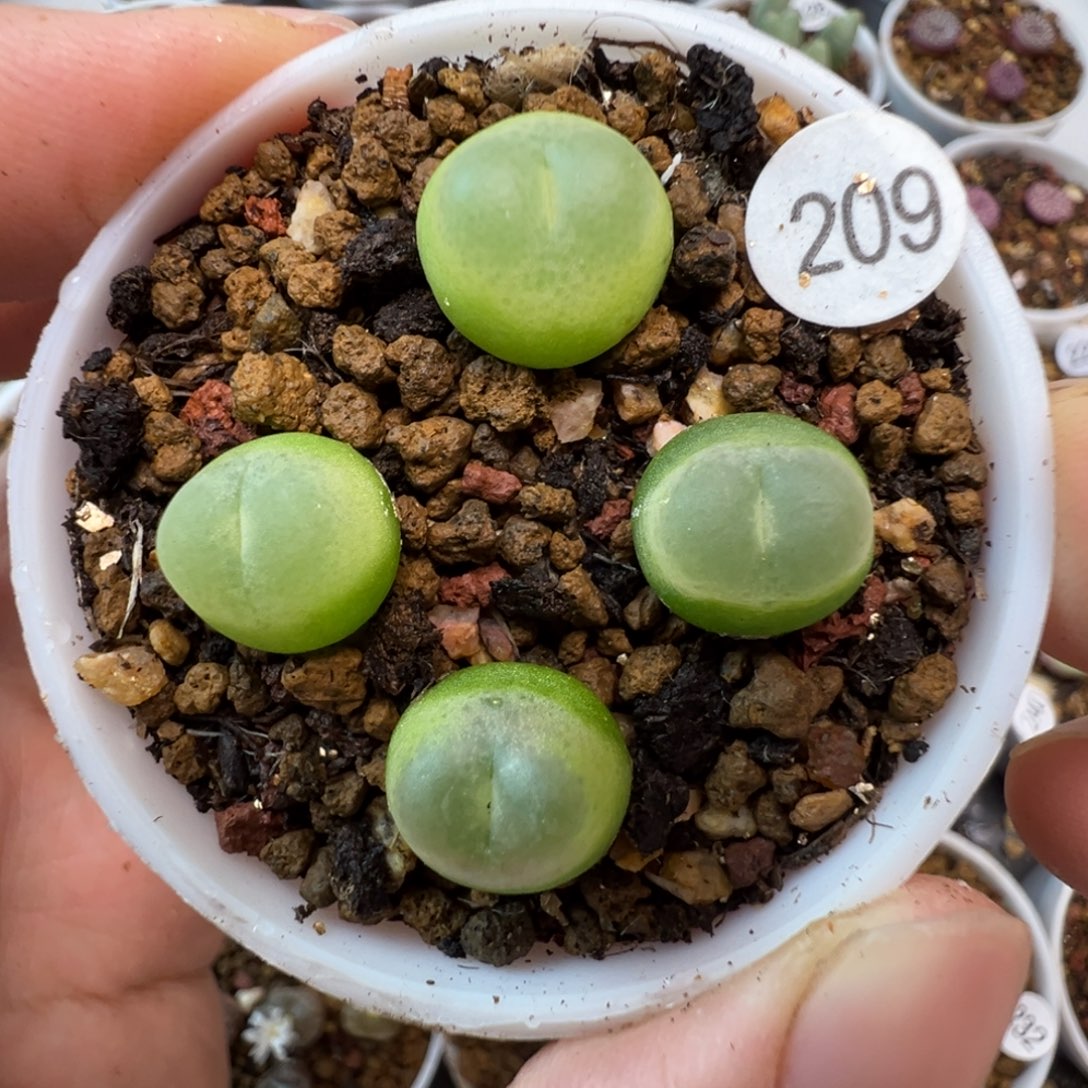拉登一颗脱土209000