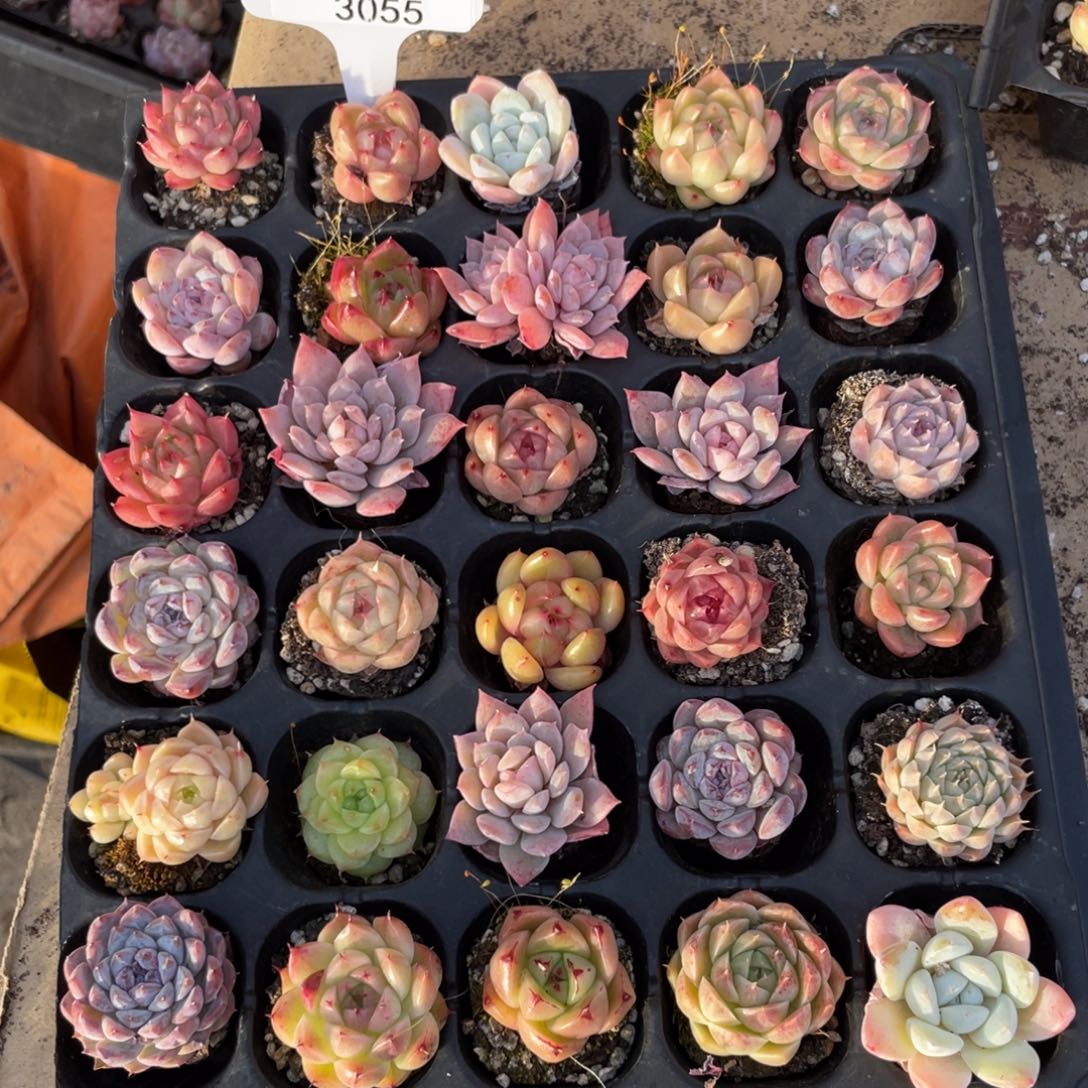 不包整散 盆子不售后3055