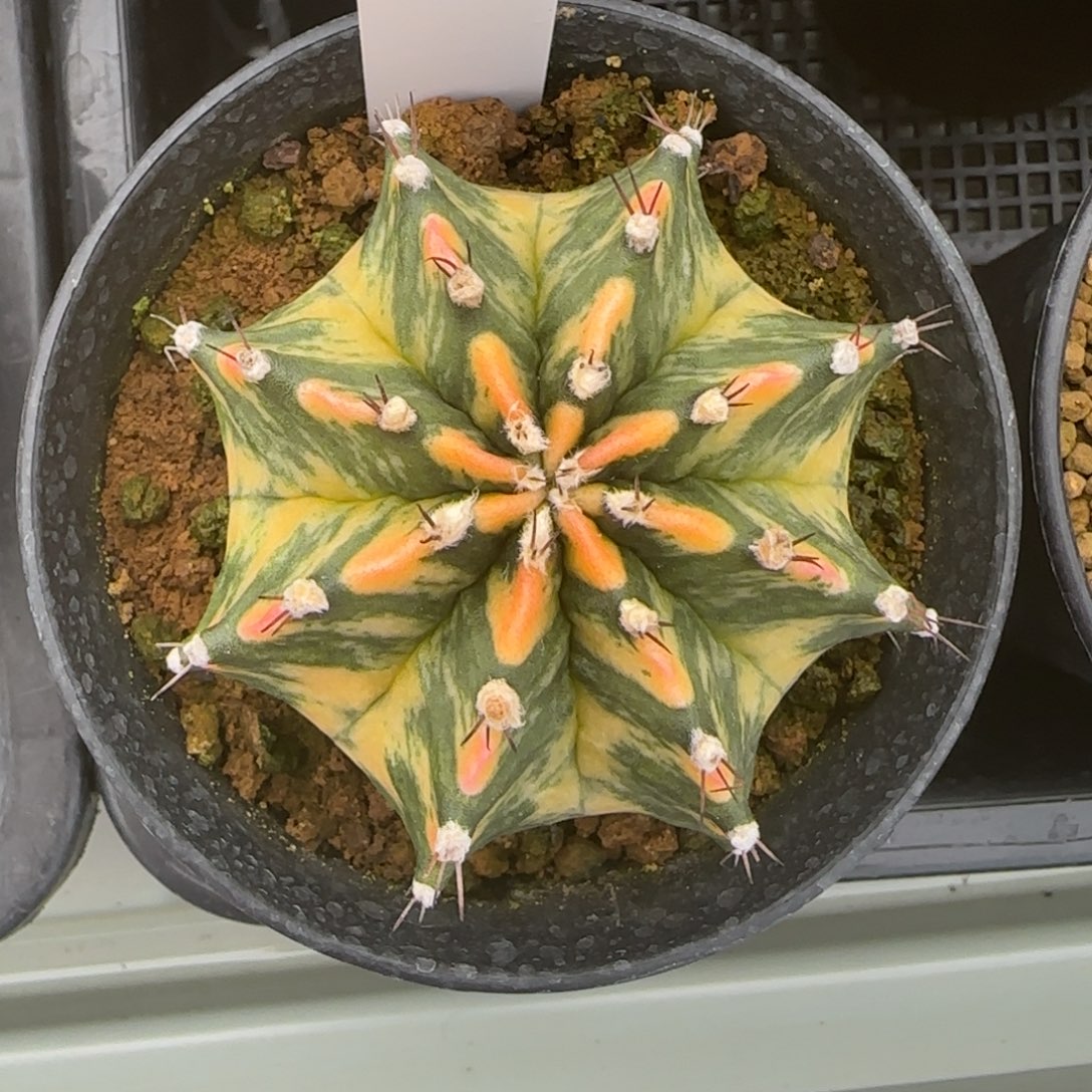 163-0212vivi脱土发多肉