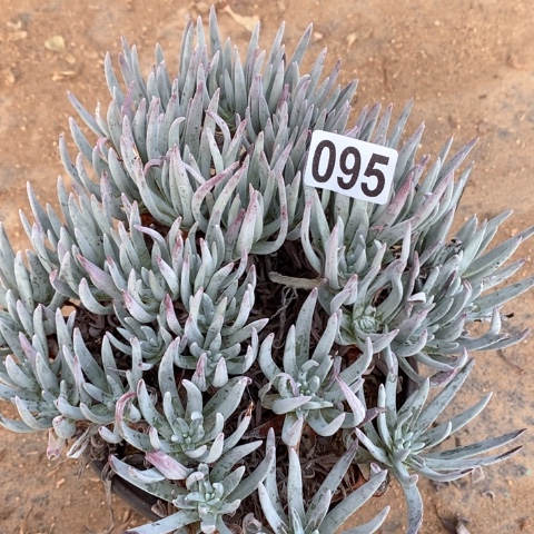 095满十八包邮偏远勿拍