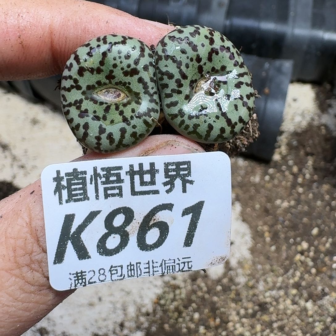 多肉W的人啊发ghnj
