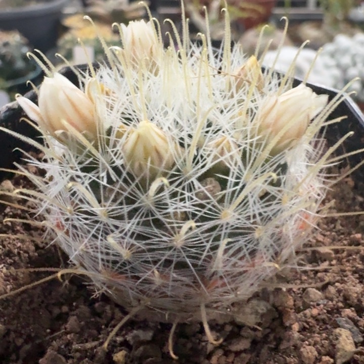 阳炎丸实生仙人球