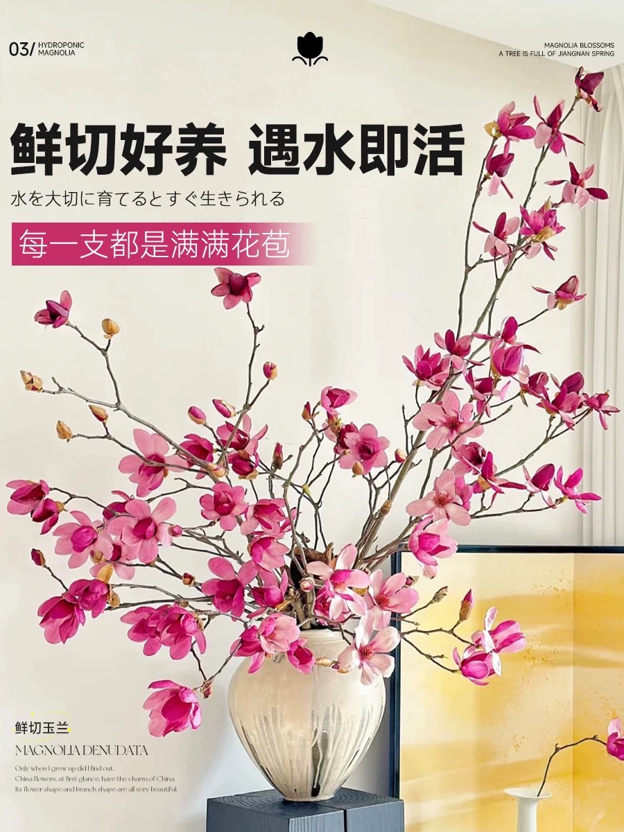 水培玉兰鲜花带花苞鲜切枝家用插花绿植室内水养花卉植物耐寒好养