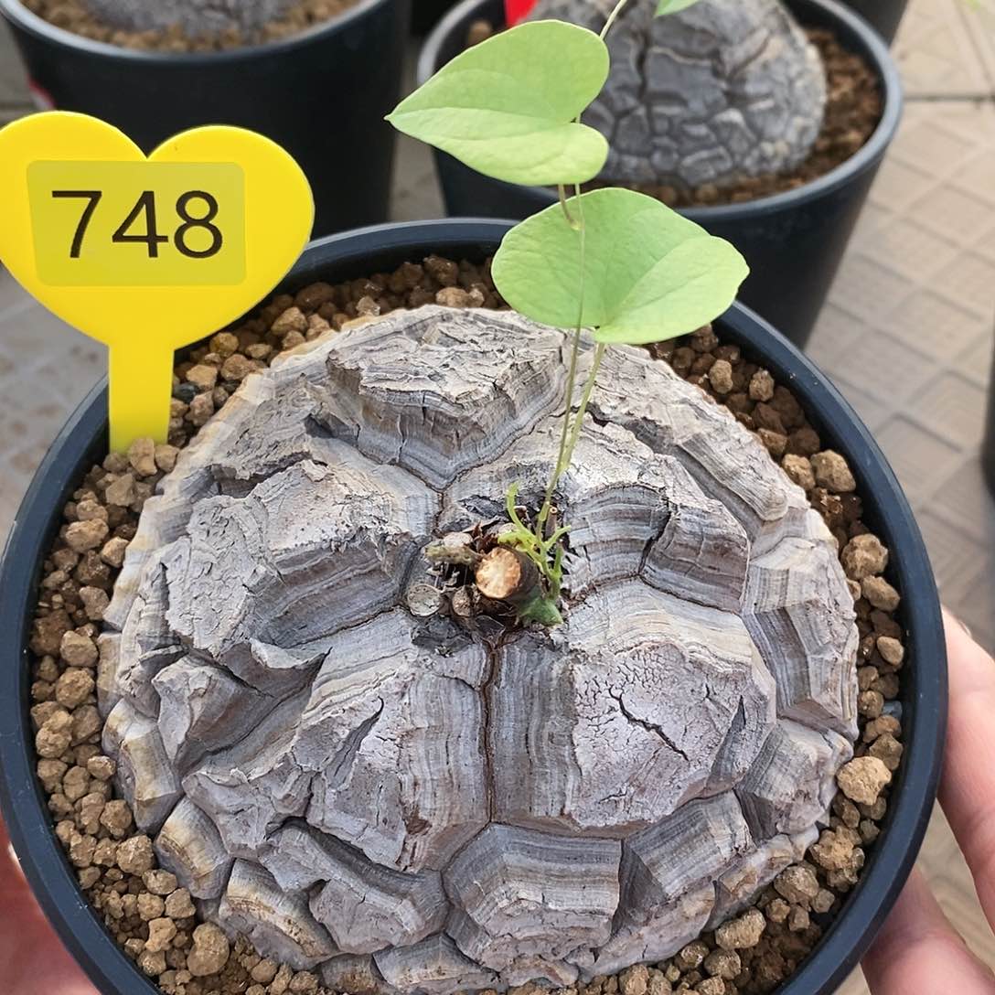 南非龟甲龙龟甲龙