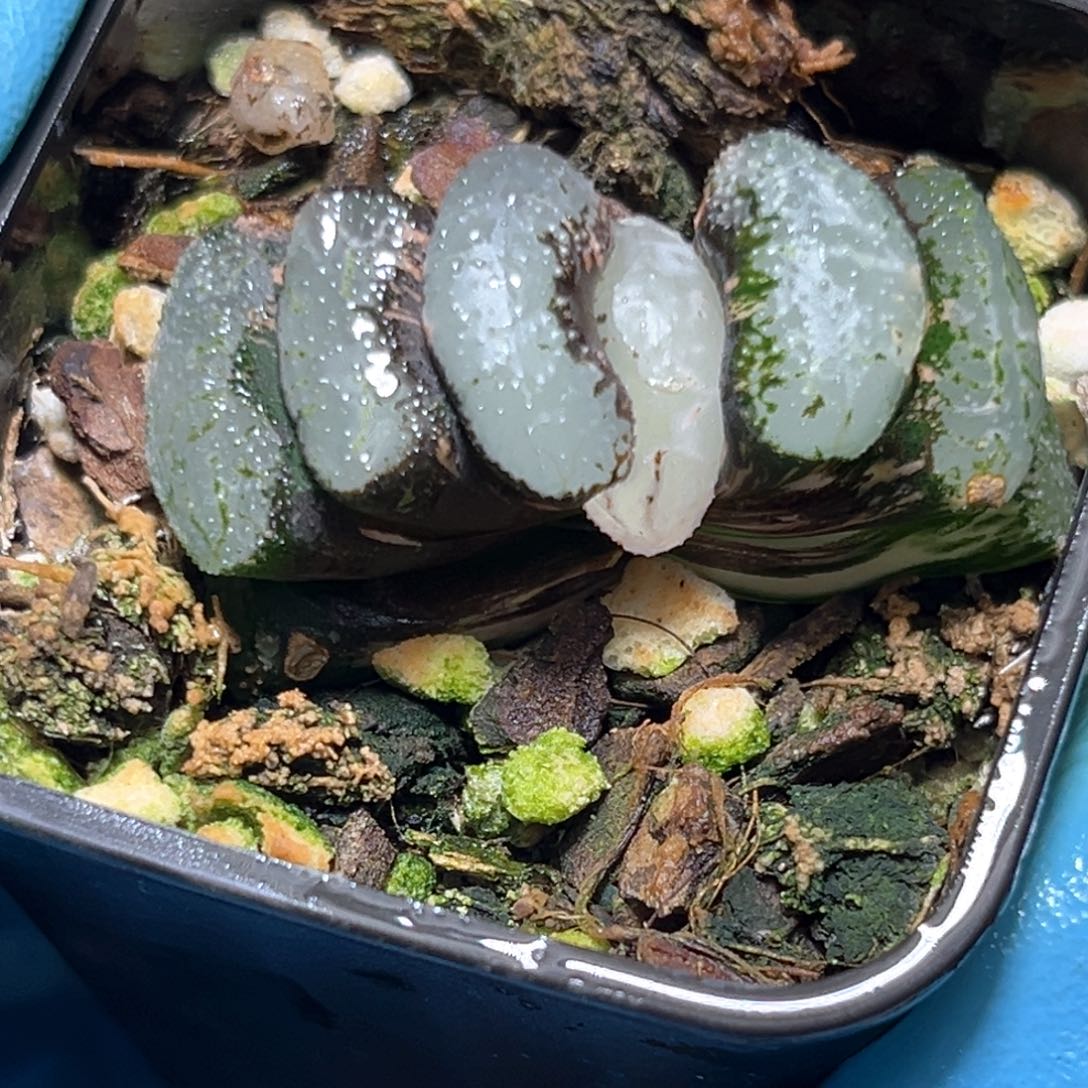 恭喜发财大吉大利490