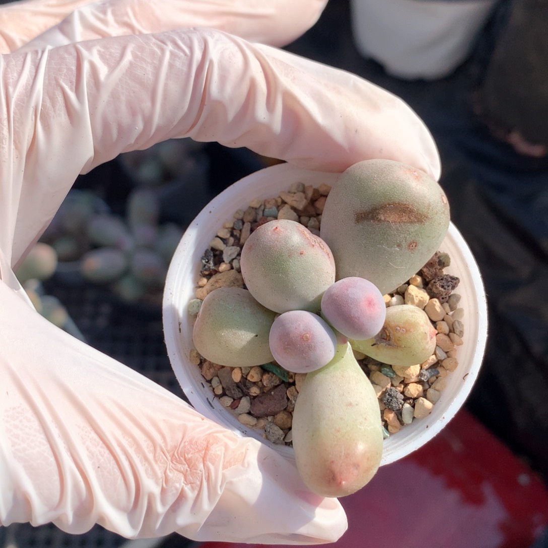 1-1 韩国米可奶酪母本多肉