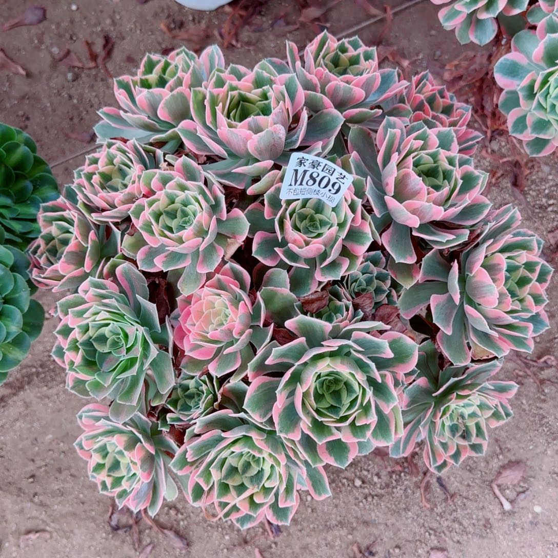 女妖发师809冠幅40