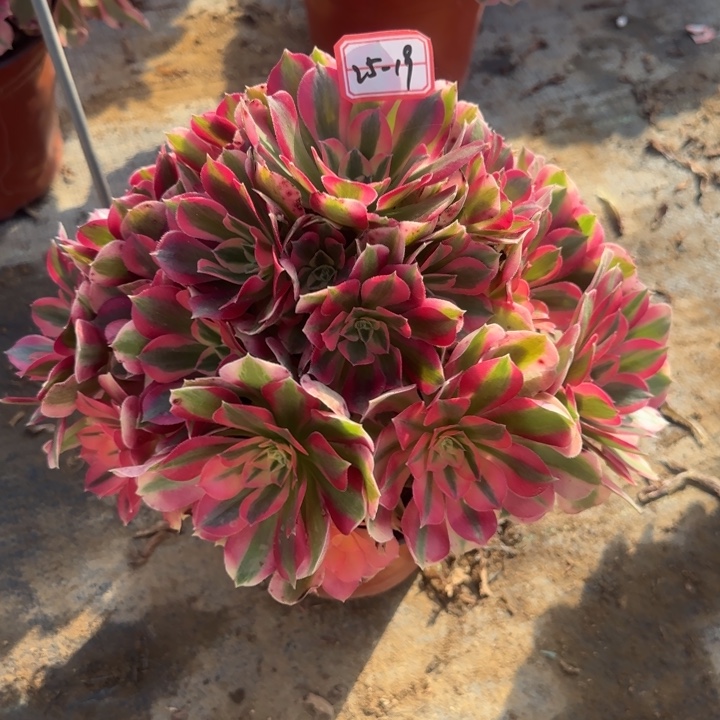 25-19女巫多肉不包售后