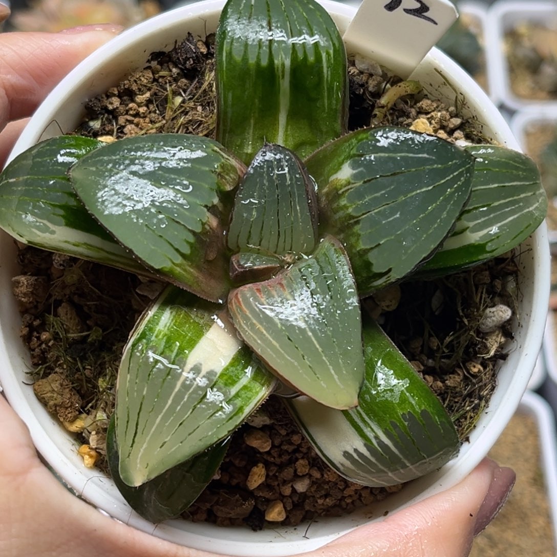 92史扑锦福利专场