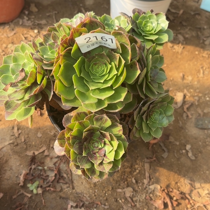 花月夜多肉处理不包断头2161