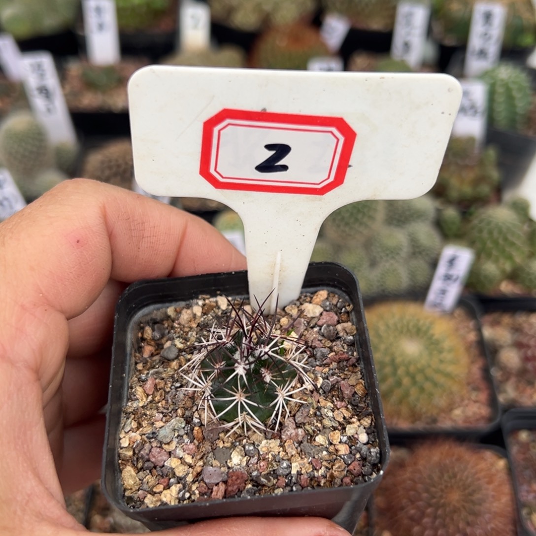 提***62往事多肉园仙人球开花