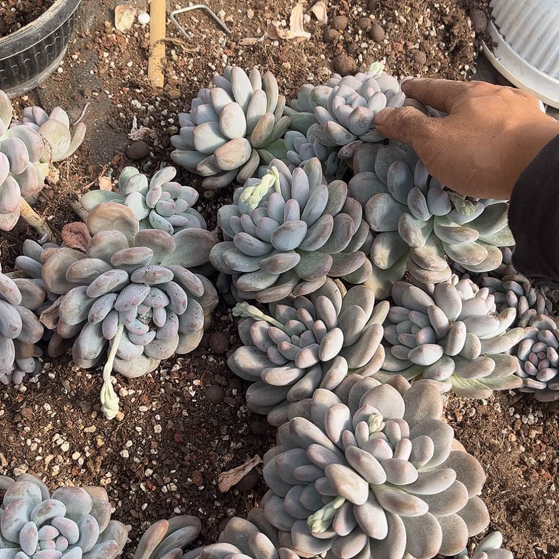 成***媒香水5颗处理29.99多肉植物