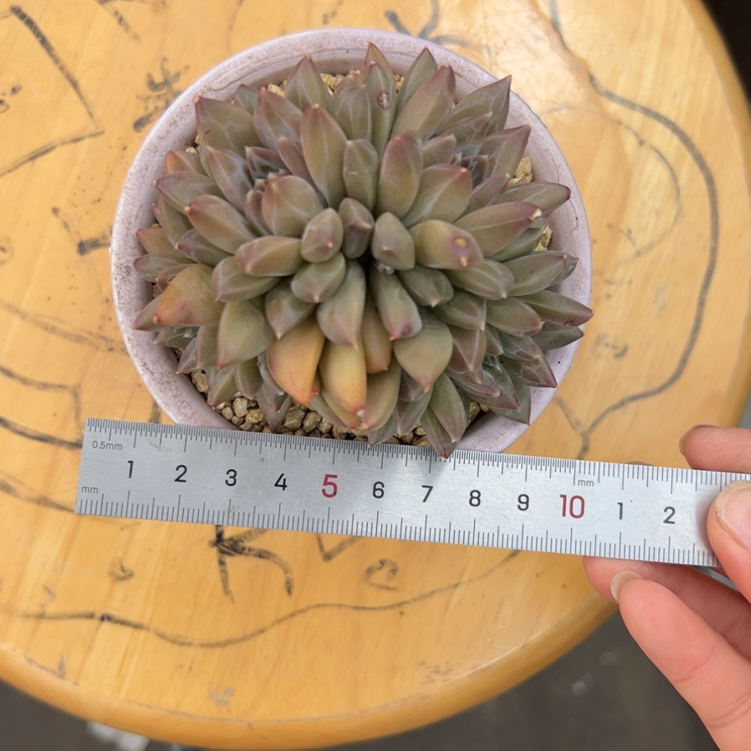 八**了616 多肉植物组合