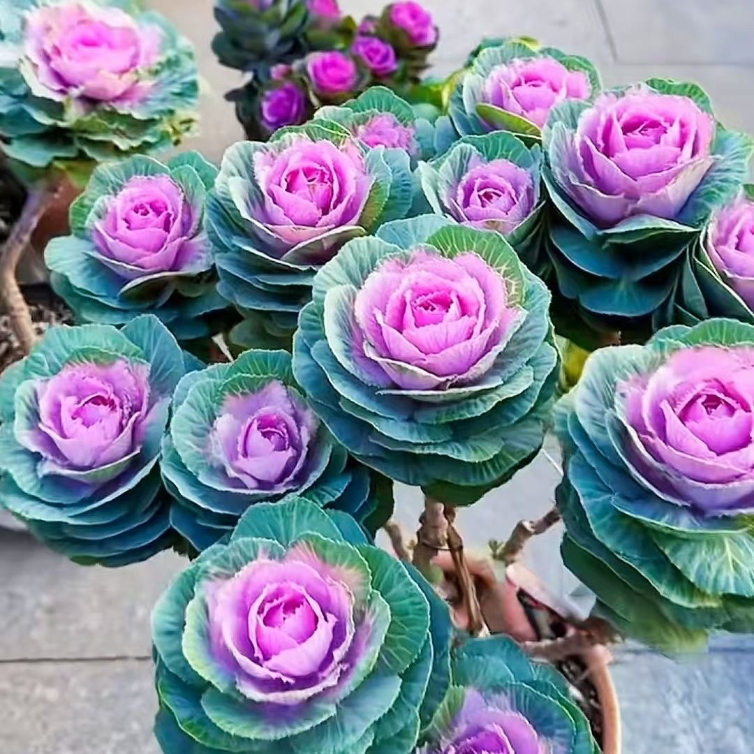 多头羽衣甘蓝盆栽庭院花卉耐寒耐热多年生易养好活绿植