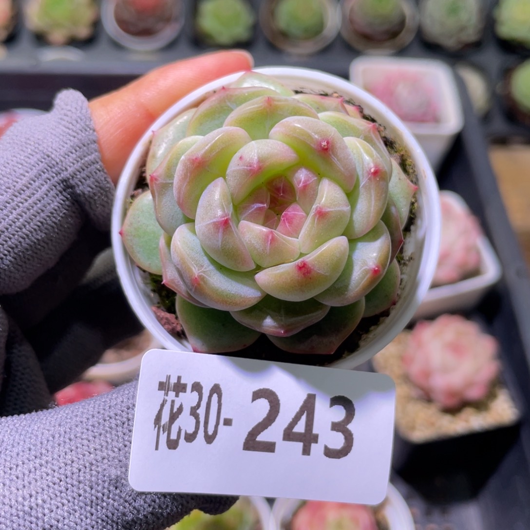 花利美30-243新品