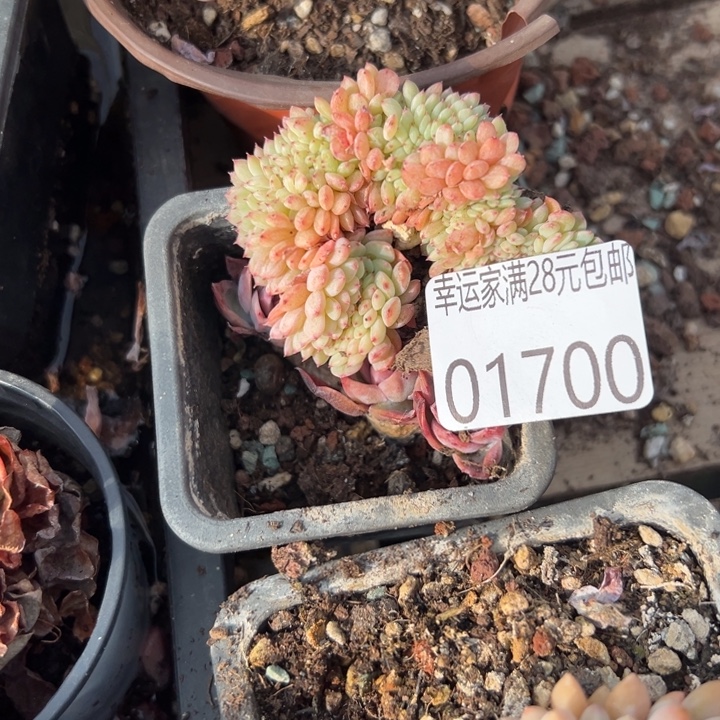 幸运儿是一位非常我