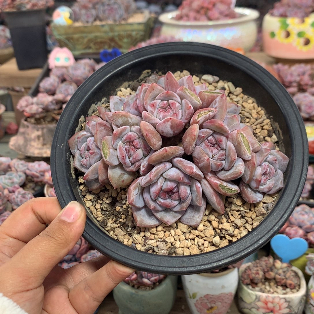 哈哈哈哈哈哈哈哈8