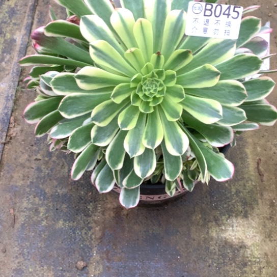 多肉植物045超霞