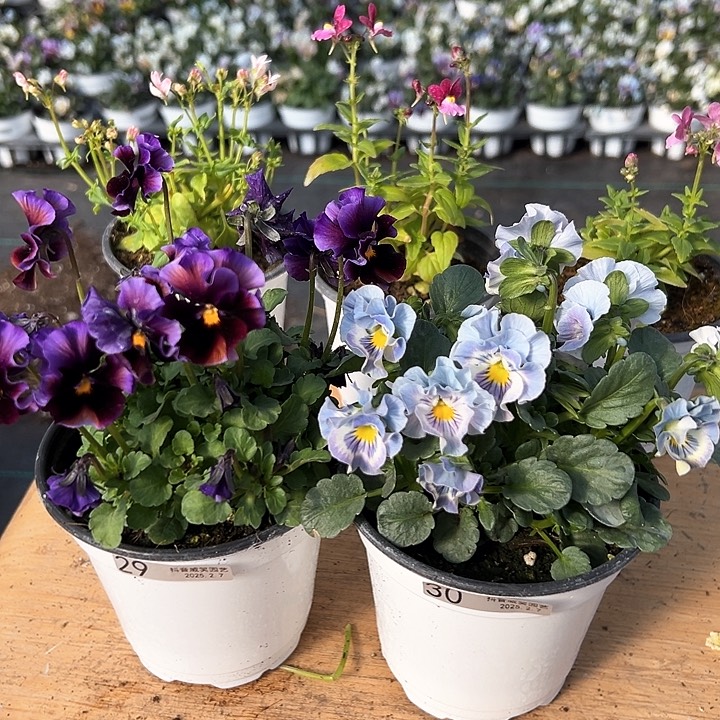 水晶抖音直播闪拍29-30