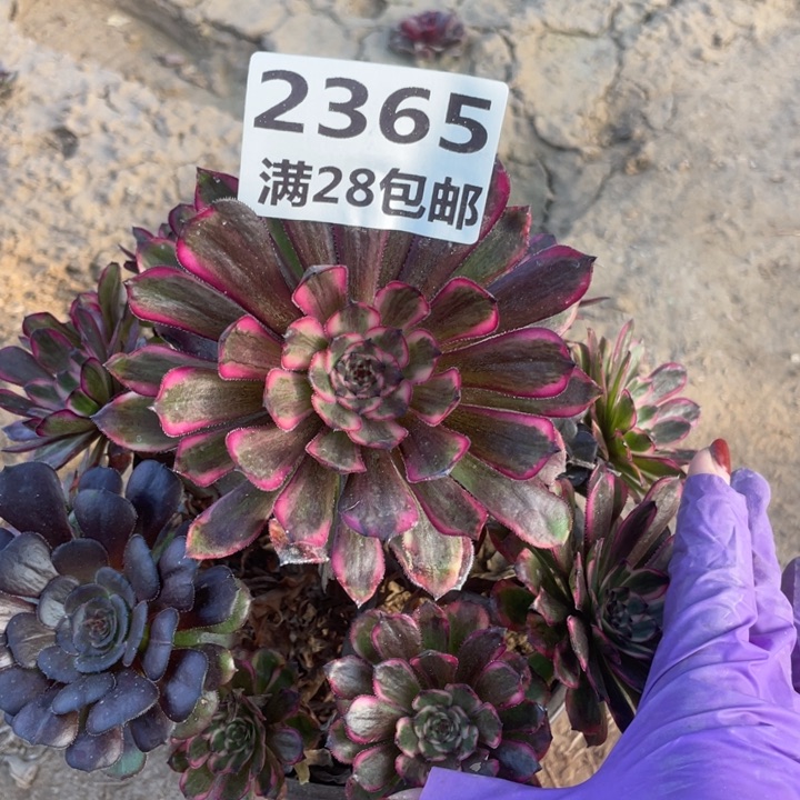 2365一号棚紫霞仙子南头