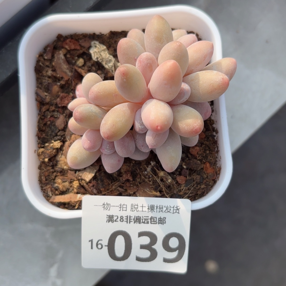 汤圆小群多肉多肉多肉