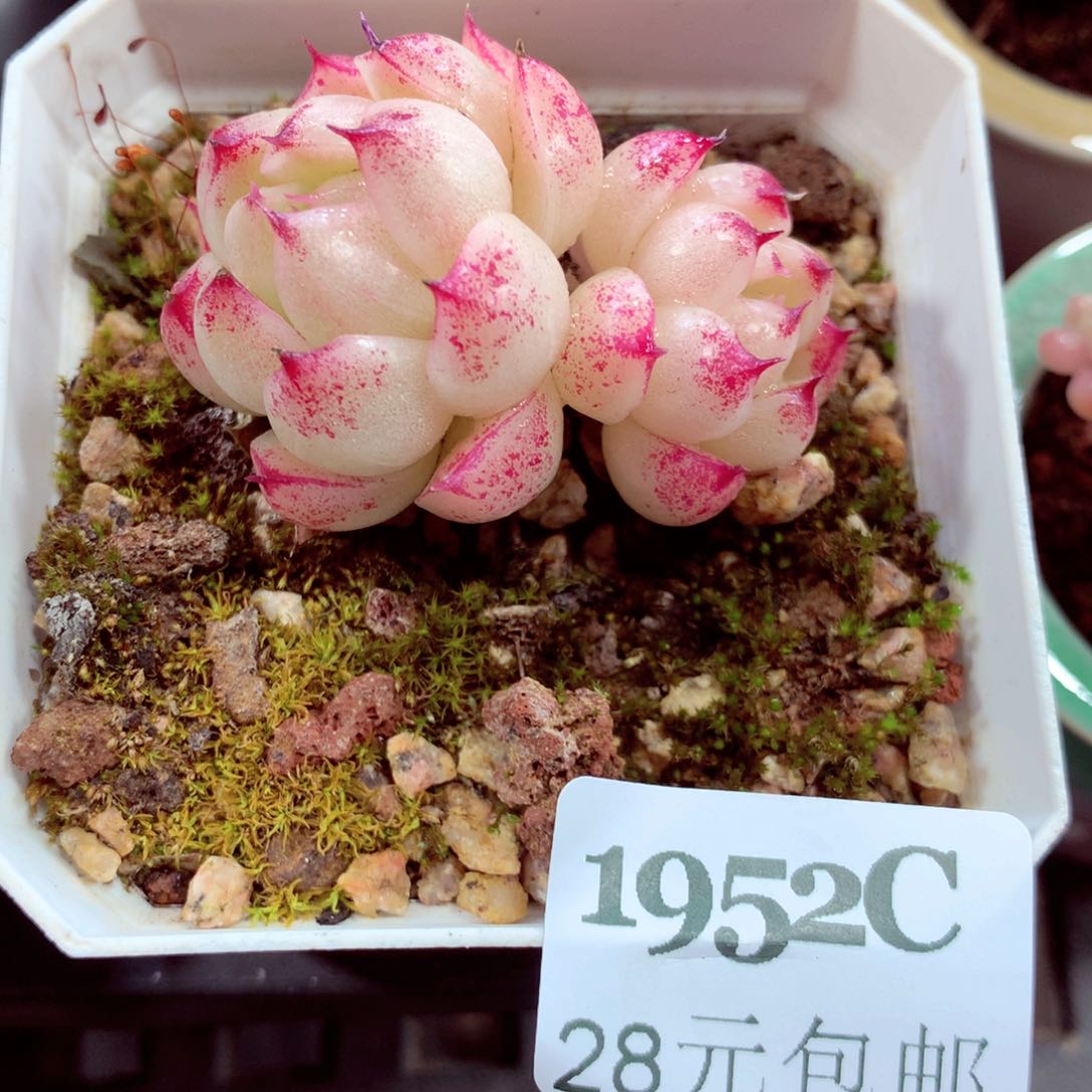 5厘米盆精控多肉1952