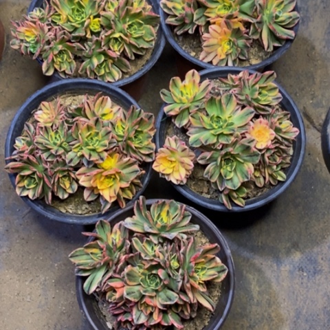 5盆多肉植物3877