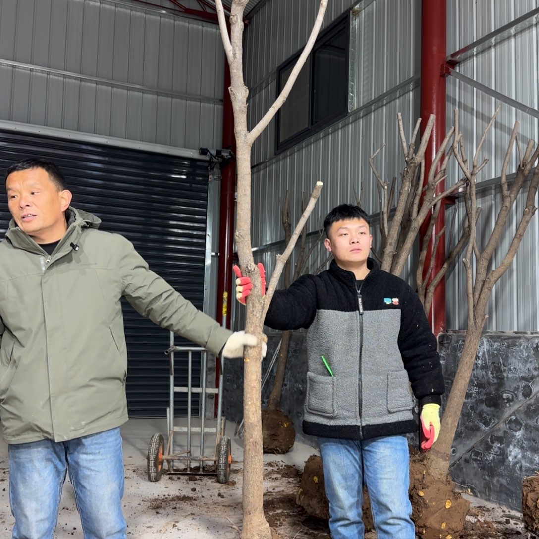 愈***痕无花朵柿子树111111