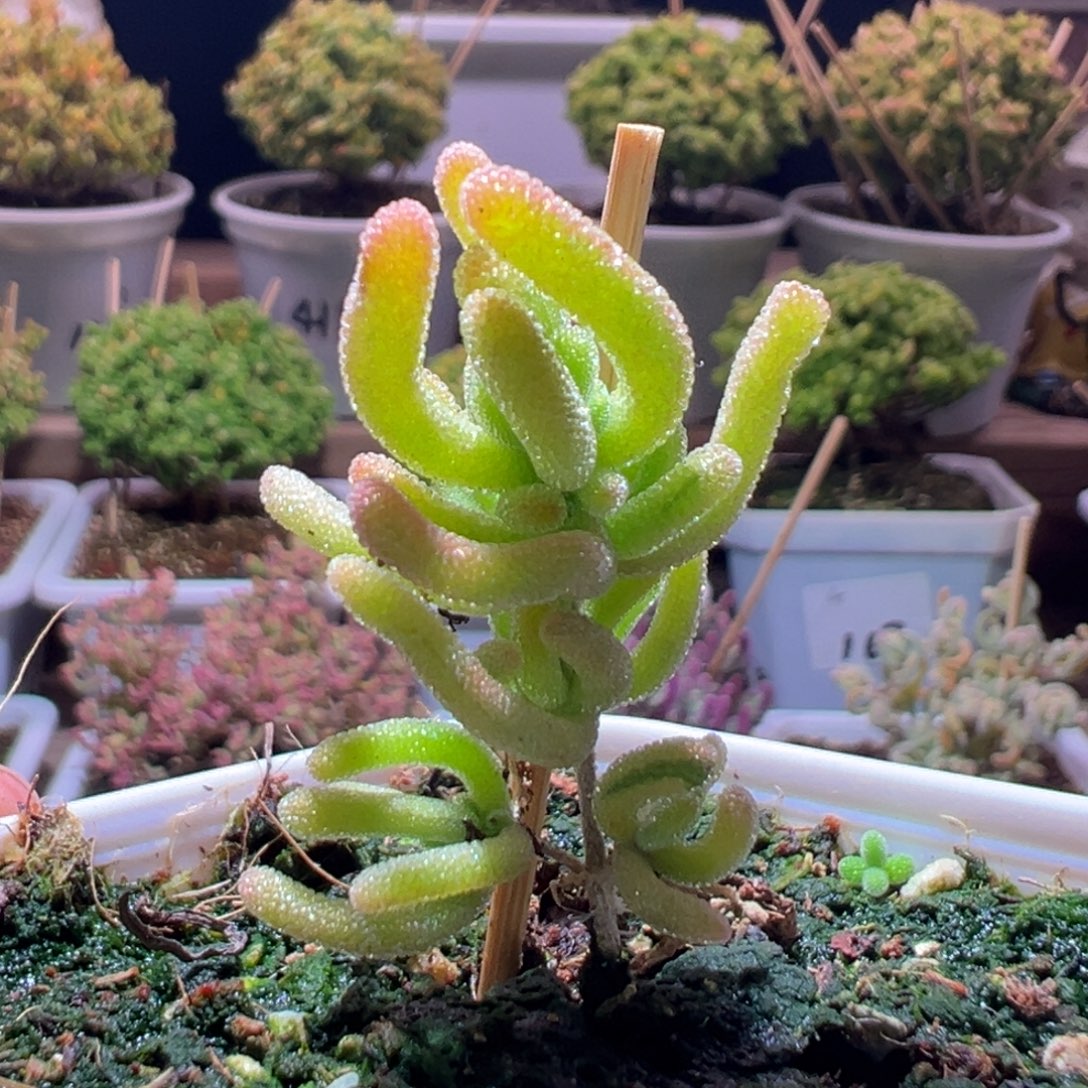539橙叶奶黄锦一物一拍带盆土发货
