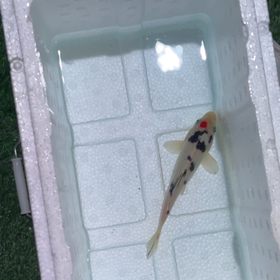 i***.锦鲤锦鲤观赏鱼锦鲤