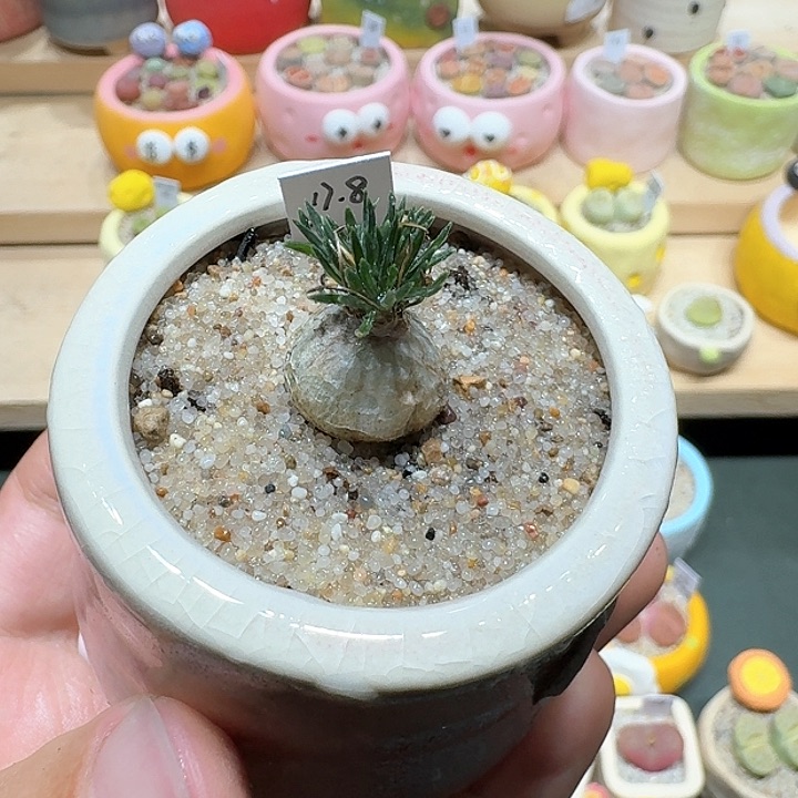 红陶蘑菇521小海葱