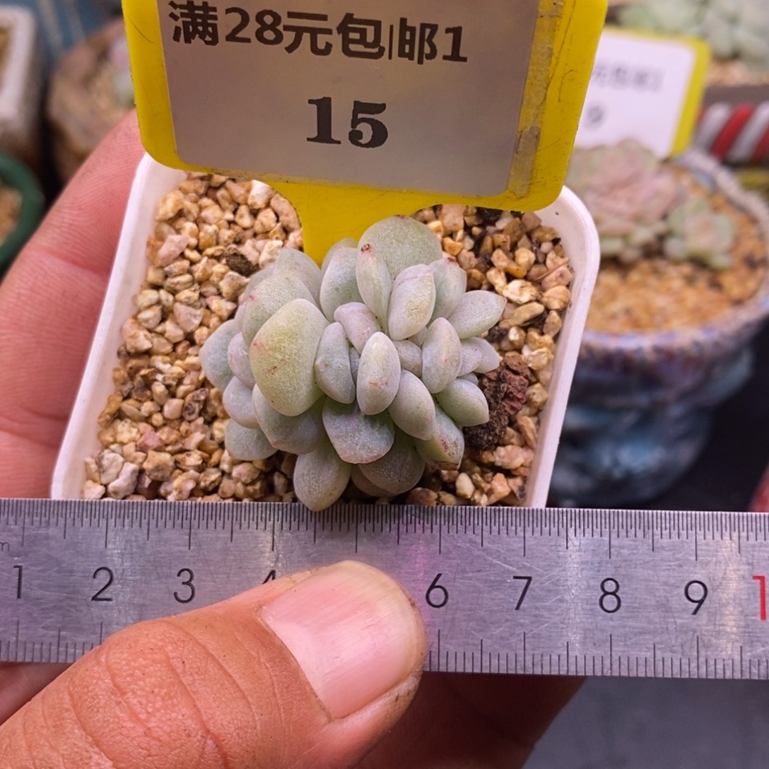 冰玉石化朵朵缀化带板子