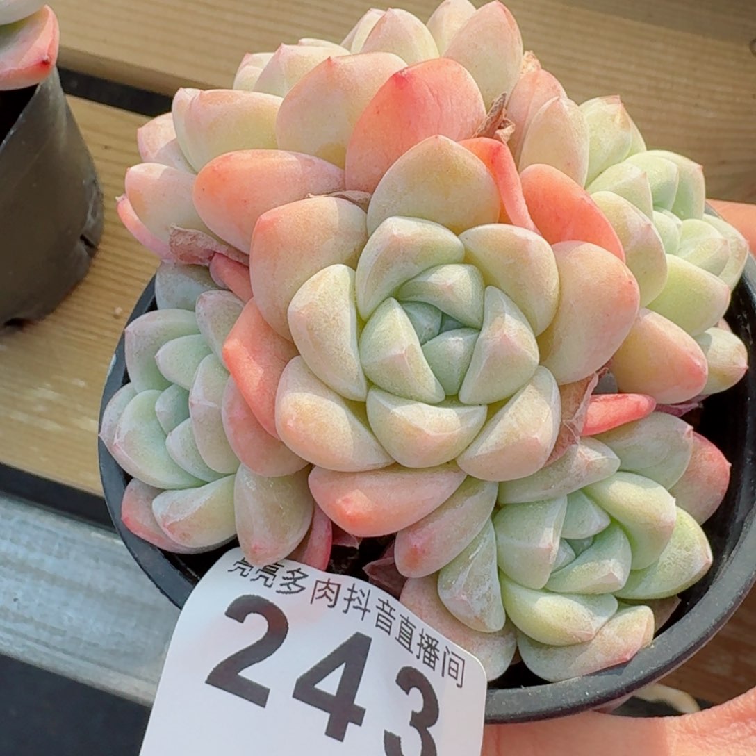 冰玉群生整装无砍