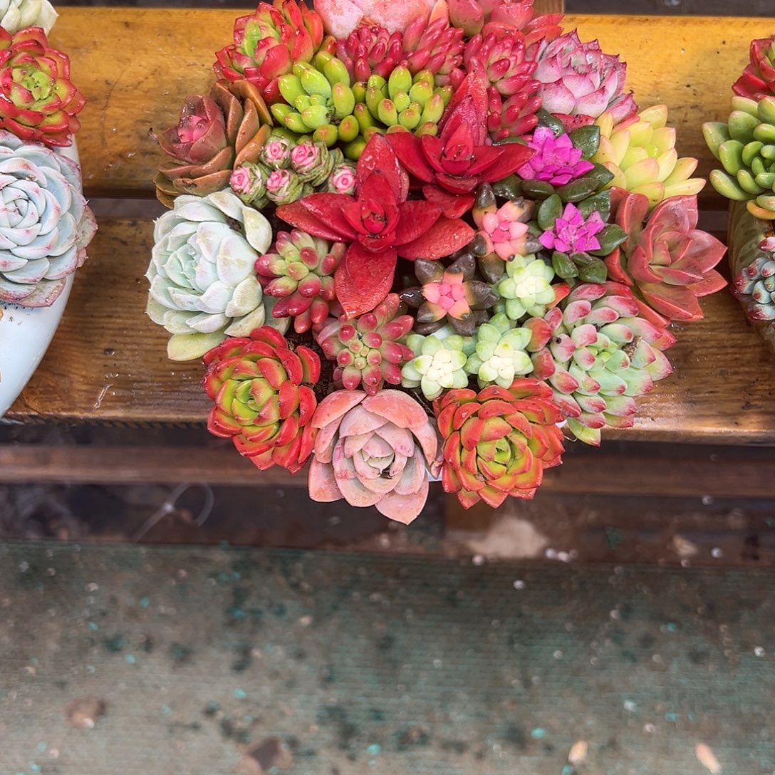 精品花园组合花园组合