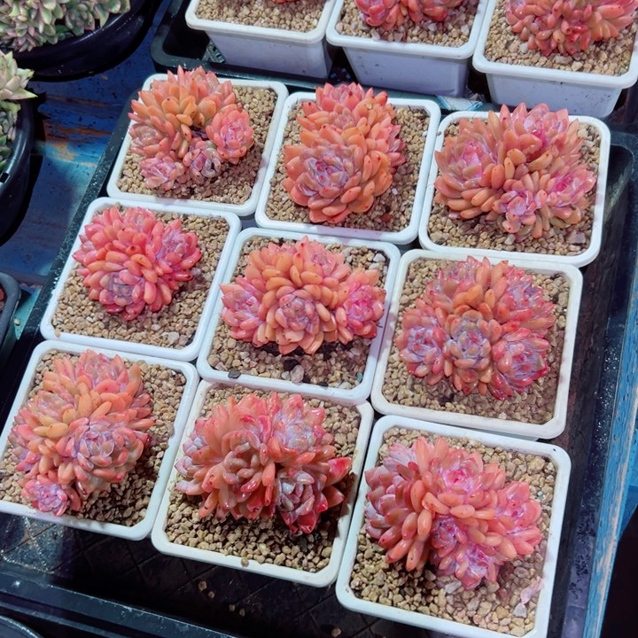 精品多肉植物老桩随机发一棵雪天使橙子