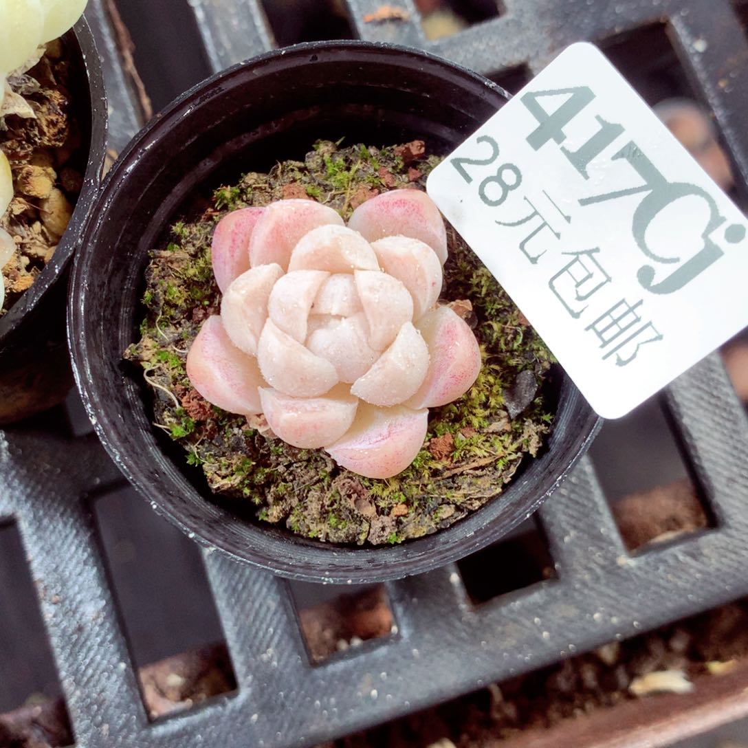 5厘米盆精控多肉417