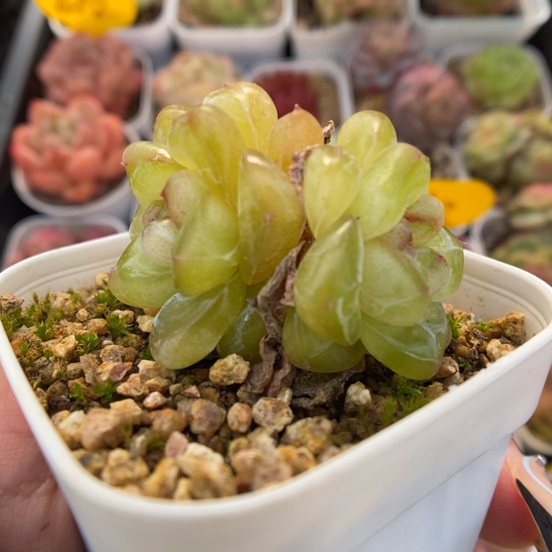 金雀珍妮群生425号。