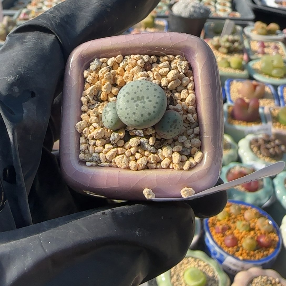 4031--一物一拍 带盆