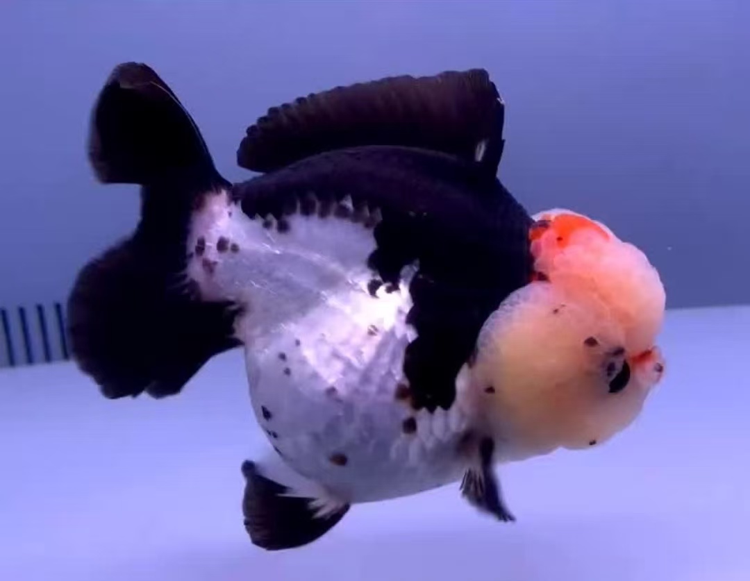 黑白三色玛丽泰狮活体冷水好养耐活