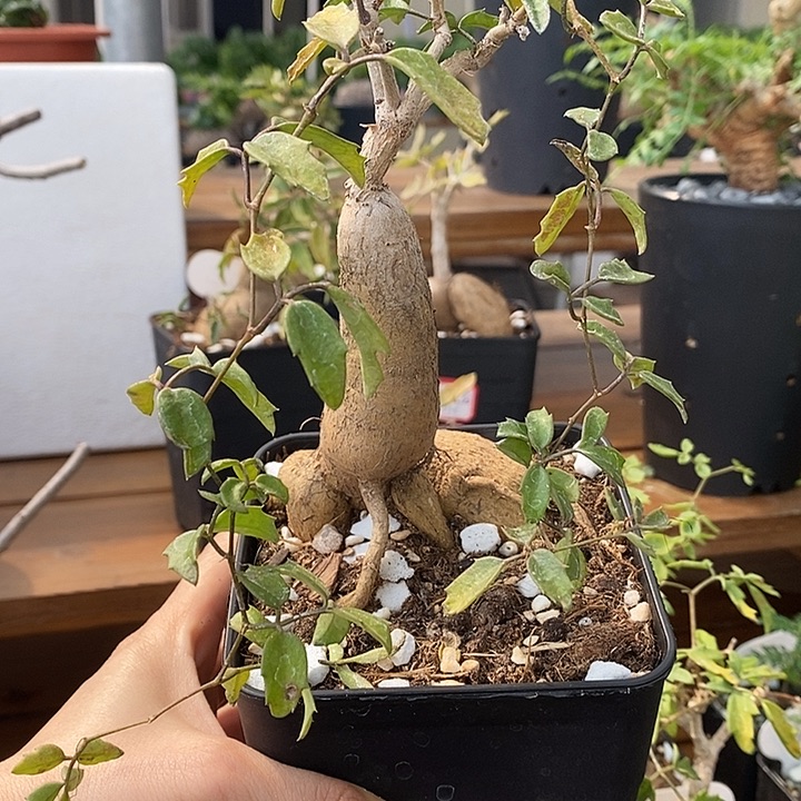 172垂直葡萄翁哈哈哈哈