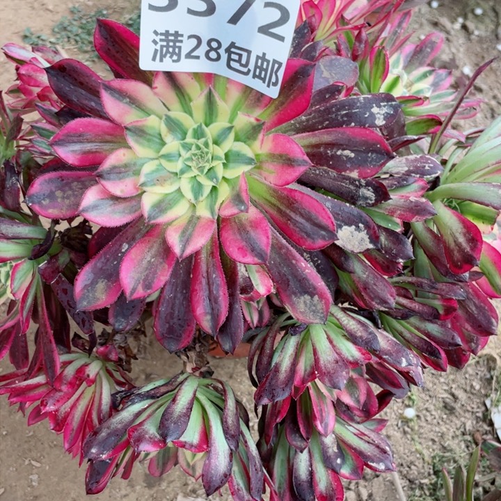 3572一号棚天和多肉