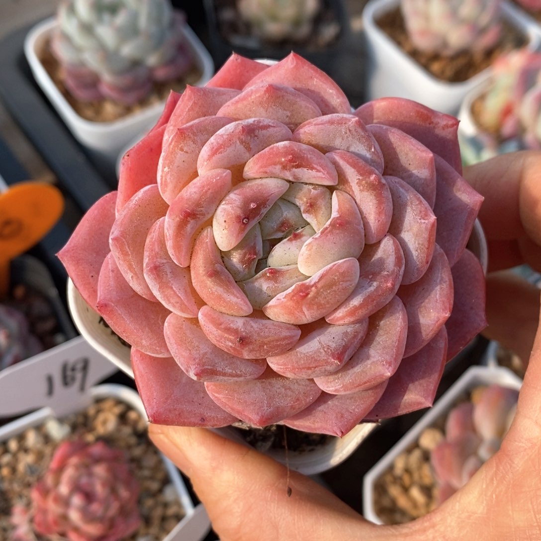 精品多肉一物柏不包整16