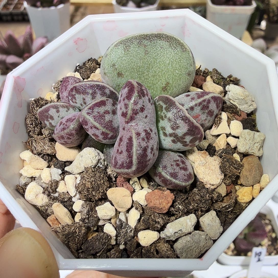 爱微花蛋水泡多肉植物