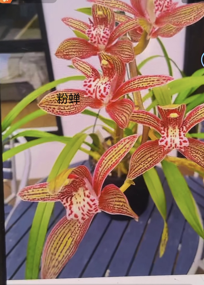 原生虎头兰 粉蝉