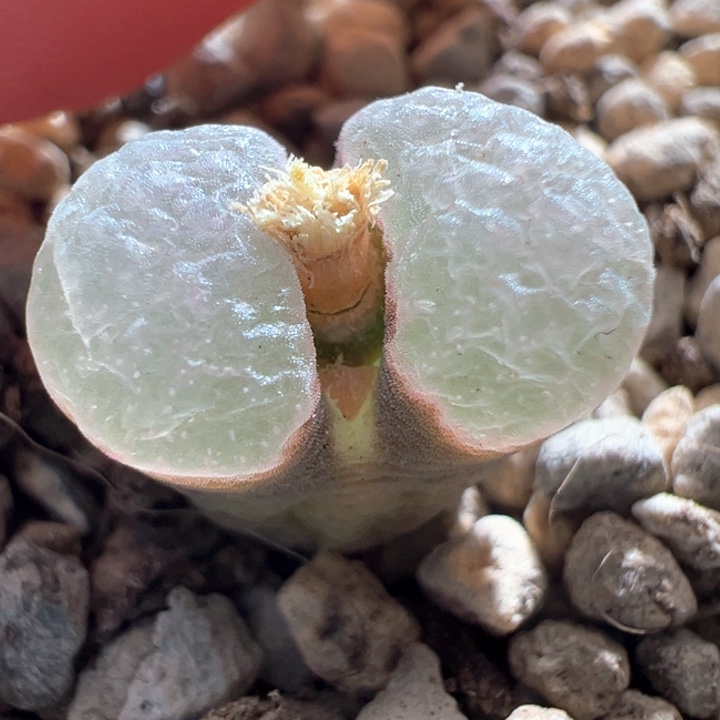305。 磁铁子。 雪花点点 